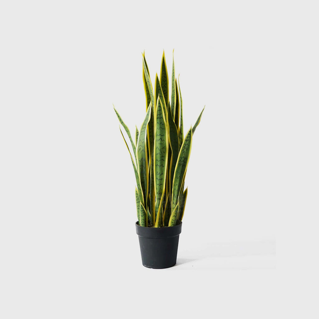 95cm Artificial Yellow Edge Tiger Piran Plant