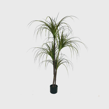 150cm Artificial Indoor Dragon Blood Tree