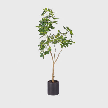 160cm Schefflera Artificial Plant