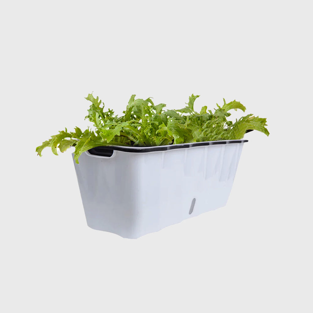 White Rectangular Flowerpot Vegetable Herb Planters Box Large