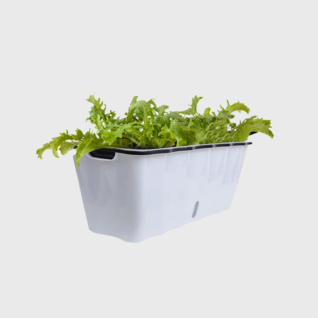 White Rectangular Flowerpot Vegetable Herb Planters Box Large