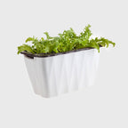 White Rectangular Flowerpot Vegetable Herb Planters Box Small