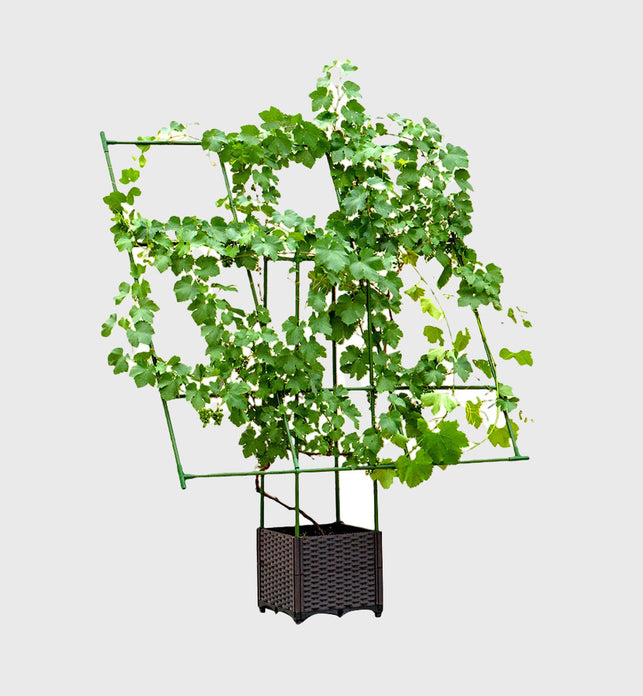 160cm Inclined Plant Frame