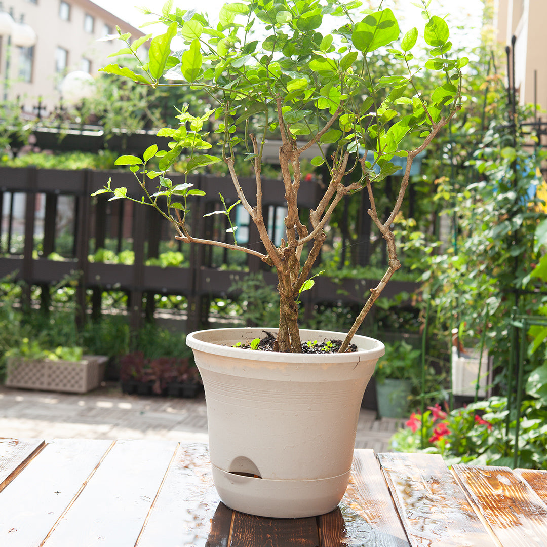 White Plastic Plant Self Watering Indoor Outdoor Plant Pot Set of 2