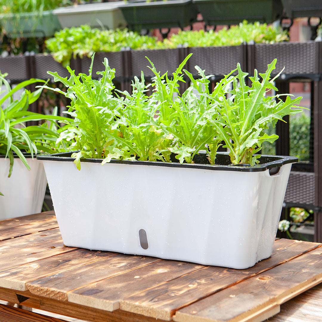 White Rectangular Flowerpot Vegetable Herb Planters Box Large