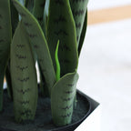 97cm Artificial Indoor Snake Sansevieria Plant