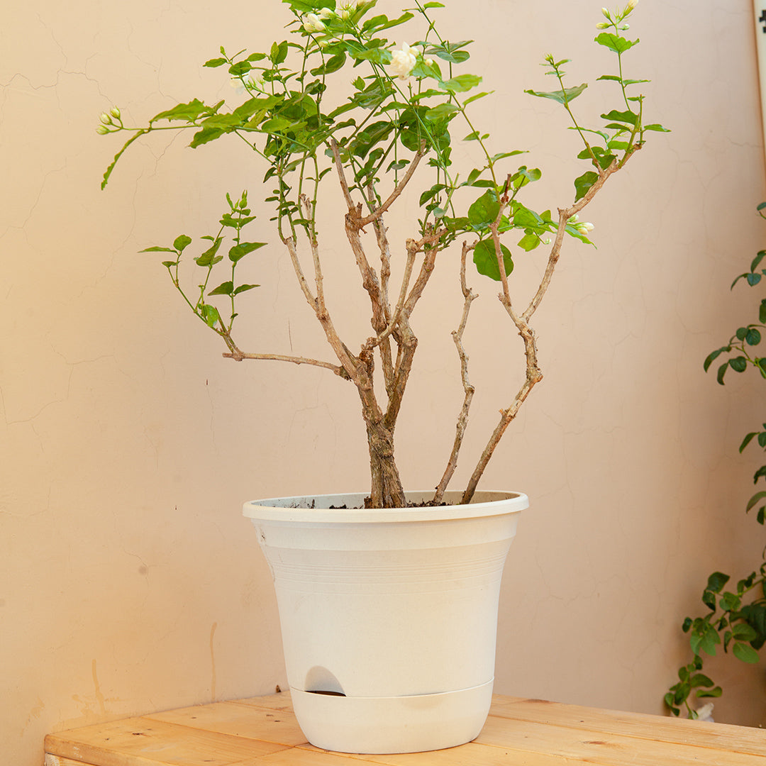 White Plastic Plant Self Watering Indoor Outdoor Plant Pot Set of 2