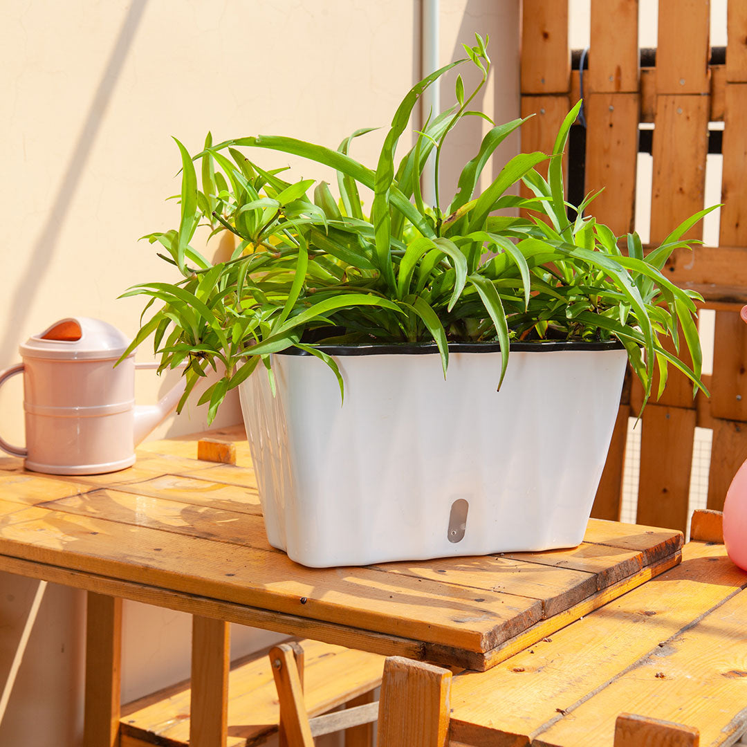 White Rectangular Flowerpot Vegetable Herb Planters Box Small
