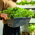 49.5cm Black Rectangular Vegetable Herb Flower Planter Box Set of 2