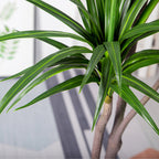 180cm Green Artificial Indoor Brazlian Iron Tree 4 Heads