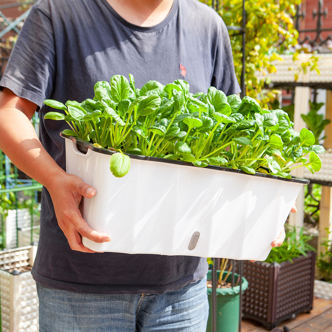White Rectangular Flowerpot Vegetable Herb Planters Box Large