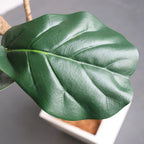155cm Green Artificial Indoor Qin Yerong Tree