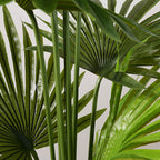 180cm Fan Palm Artificial Plant