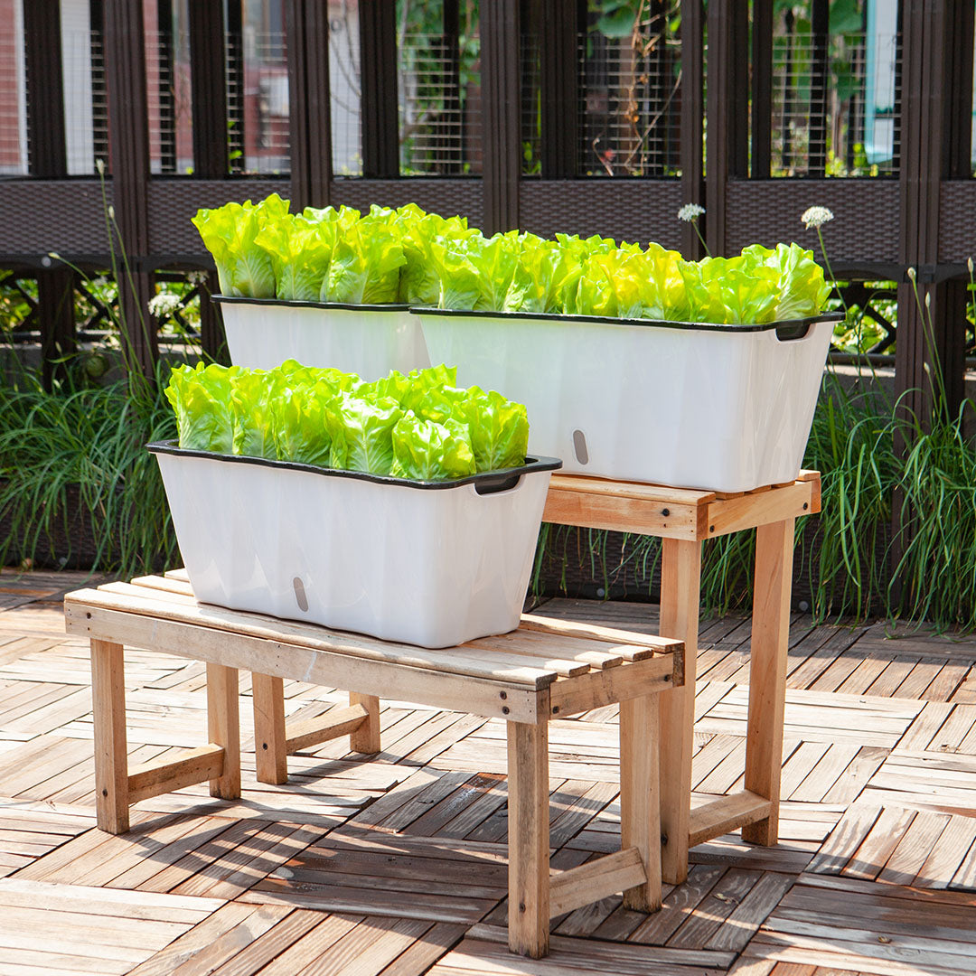 White Rectangular Flowerpot Vegetable Herb Planters Box Small