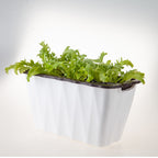 White Rectangular Flowerpot Vegetable Herb Planters Box Small