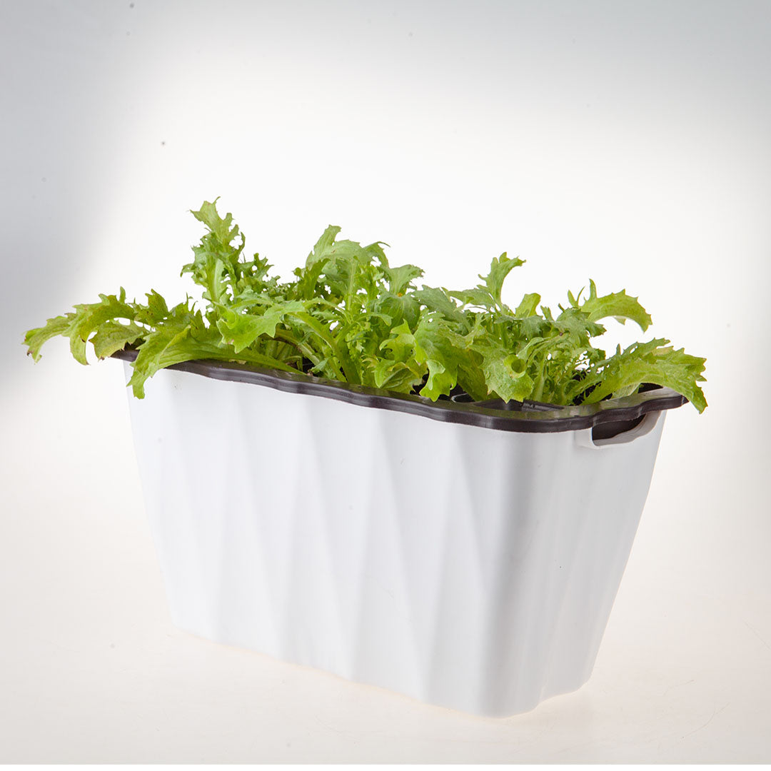 White Rectangular Flowerpot Vegetable Herb Planters Box Small