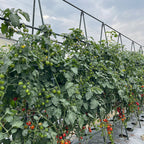 90cm Plant Frame Tube Trellis