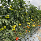 120cm Plant Frame Tube Trellis
